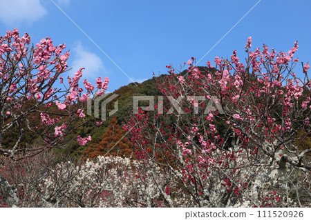 令和時期重修的山口瑠璃光寺早春景色，梅花飄香。 111520926