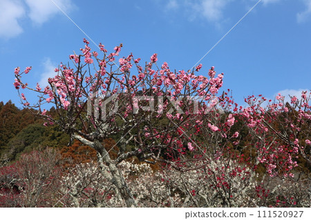 令和時期重修的山口瑠璃光寺早春景色，梅花飄香。 111520927