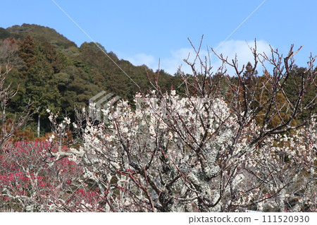 Early spring scenery of Yamaguchi Rurikoji Temple, which has been renovated during the Reiwa period and is fragrant with plum blossoms. 111520930