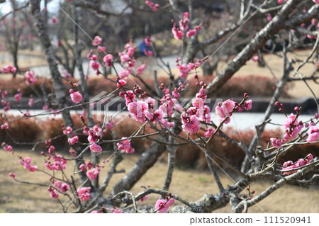 令和時期重修的山口瑠璃光寺早春景色,梅花飄香。 令和時期重修的山口瑠璃光寺早春景色,梅花飄香。 111520941