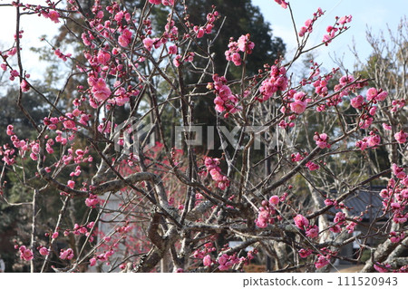 Early spring scenery of Yamaguchi Rurikoji Temple, which has been renovated during the Reiwa period and is fragrant with plum blossoms. 111520943
