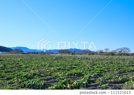 Spacious rural scenery, farmland, winter scenery, near Hanazono Interchange 111521013