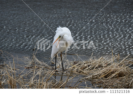Great egret preening on the riverbank 111521316