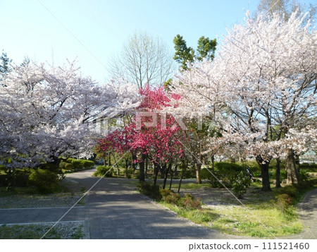 Mizuki Park (Gyoda City, Saitama Prefecture) Mizuki Park (Gyoda City, Saitama Prefecture) 111521460