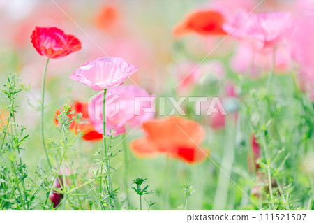 粉紅色和紅色罌粟花的特寫 111521507
