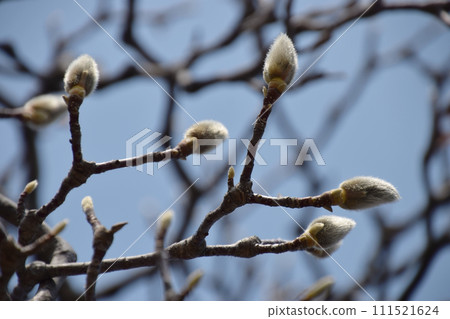 Magnolia's bud / Magnolia bud waiting for spring 111521624