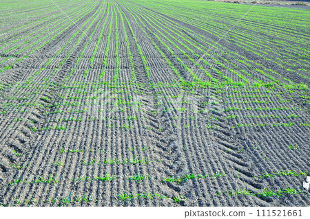 Winter wheat field waiting for spring, green sprouts near Hanazono Interchange Winter wheat field waiting for spring, green sprouts near Hanazono Interchange 111521661