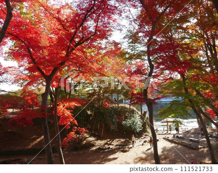 涼宮公園(埼玉縣寄居町) 涼宮公園(埼玉縣寄居町) 111521733