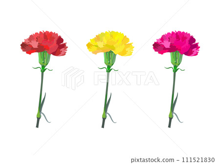 colorful carnation illustration colorful carnation illustration 111521830