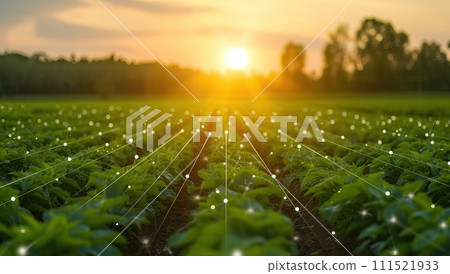 Green field with rows of young potato plants at sunset. Agricultural landscape 111521933