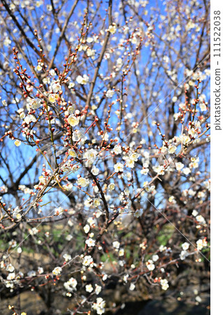 Harbinger of spring, early spring, plum blossoms, near Hanazono Interchange Harbinger of spring, early spring, plum blossoms, near Hanazono Interchange 111522038