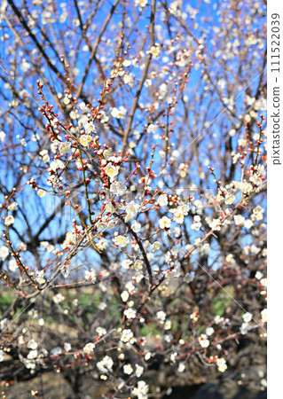 Harbinger of spring, early spring, plum blossoms, near Hanazono Interchange 111522039
