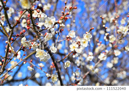 Harbinger of spring, early spring, plum blossoms, near Hanazono Interchange 111522040