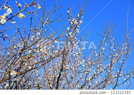 Harbinger of spring, early spring, plum blossoms, near Hanazono Interchange Harbinger of spring, early spring, plum blossoms, near Hanazono Interchange 111522191