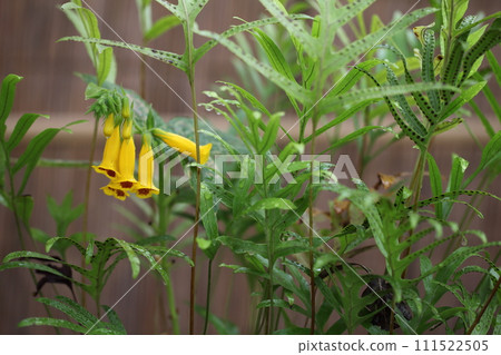Flowers, buds, and raindrops 111522505