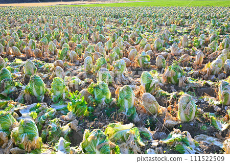 Peaceful winter farmland, Chinese cabbage harvest time, winter scenery, near Hanazono Interchange Peaceful winter farmland, Chinese cabbage harvest time, winter scenery, near Hanazono Interchange 111522509