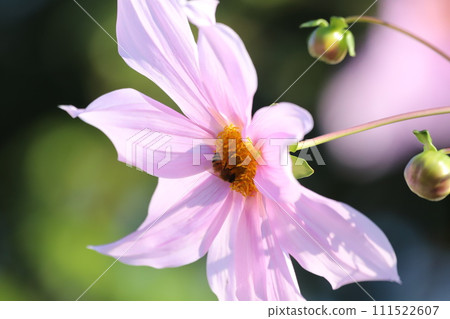 beautiful emperor dahlia beautiful emperor dahlia 111522607
