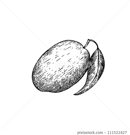 Mango isolated on white background. Hand-drawn ink illustration in retro engraving style. Detailed vector drawing. Mango isolated on white background. Hand-drawn ink illustration in retro engraving style. Detailed vector drawing. 111522827