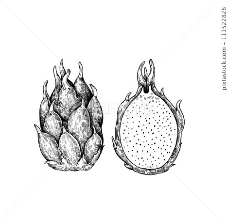 Dragon fruit isolated on white background. Hand-drawn ink illustration in retro engraving style. Detailed vector drawing. 111522828