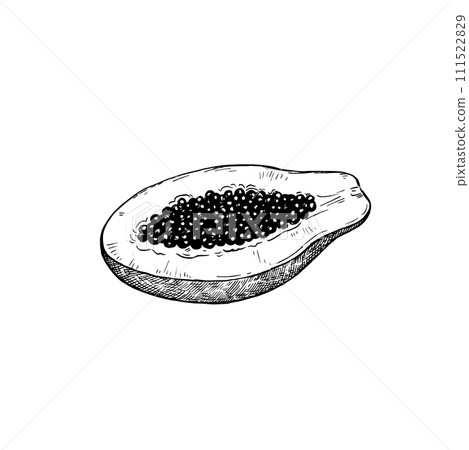 Papaya, isolated on white background. Hand-drawn ink illustration in retro engraving style. Detailed vector drawing. 111522829