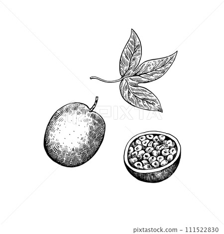 Passionfruit isolated on white background. Hand-drawn ink illustration in retro engraving style. Detailed vector drawing. 111522830