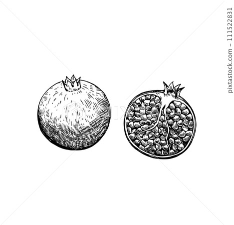 Pomegranate isolated on white background. Hand-drawn ink illustration in retro engraving style. Detailed vector drawing. 111522831