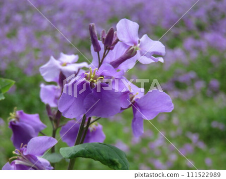 Light purple flowers Light purple flowers 111522989