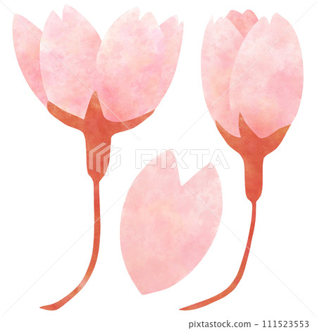 Easy and cute illustration material of cherry blossom buds in half bloom Easy and cute illustration material of cherry blossom buds in half bloom 111523553