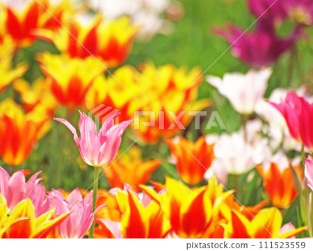 多彩鬱金香 多彩鬱金香 111523559