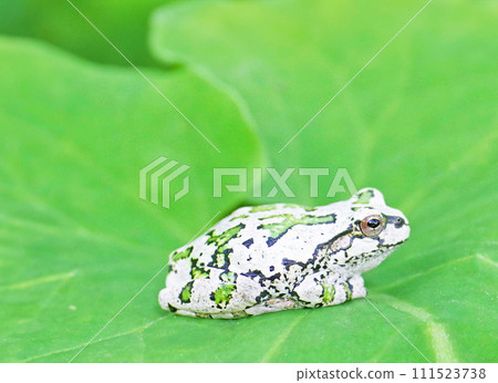 Tree frog resting on a leaf Tree frog resting on a leaf 111523738