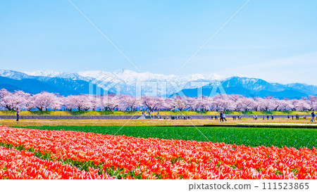 船川旭（春季） 111523865