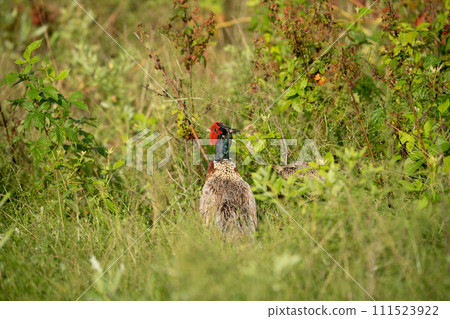 Ring Necked Pheasant in the Weeds 111523922