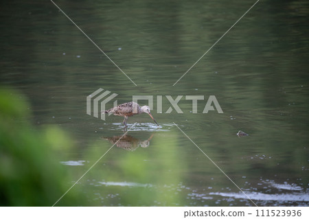 Hudsonian Godwit Hunting its Meal Hudsonian Godwit Hunting its Meal 111523936