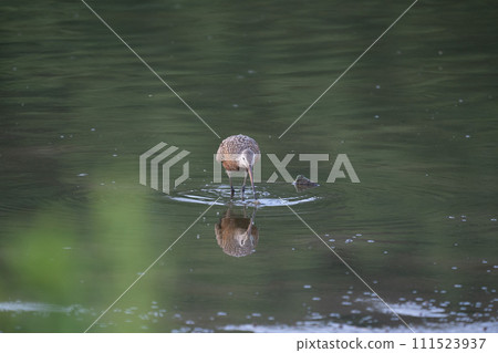 Hudsonian Godwit Hunting its Meal Hudsonian Godwit Hunting its Meal 111523937