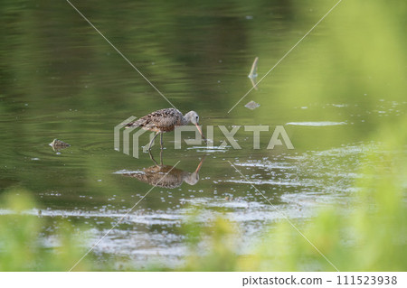Hudsonian Godwit Hunting its Meal Hudsonian Godwit Hunting its Meal 111523938