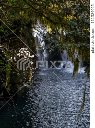 冬季菊池溪谷美麗的山谷風景和美麗的流水 111524025