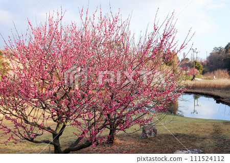 A pond with plum blossoms in full bloom A pond with plum blossoms in full bloom 111524112