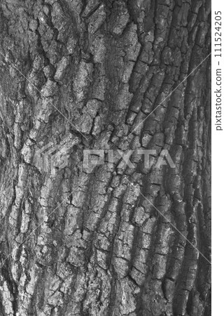 Close-up image monochrome of texture old tree dry bark of trunk, vertical view. 111524205