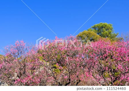 Sone Tenmangu Shrine Sone Tenmangu Shrine 111524460