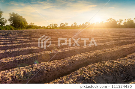 row of cassava tree in field. Growing cassava, young shoots growing. The cassava is the tropical food plant,it is a cash crop in Thailand. 111524480