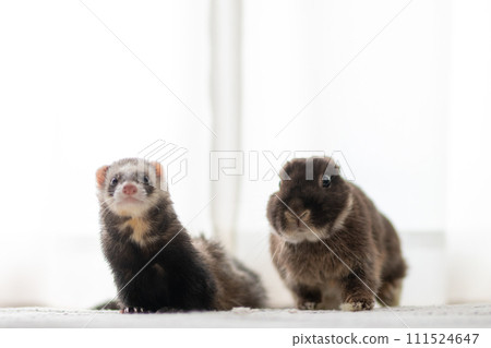 Friendly ferret and rabbit 111524647