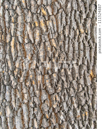 Bark texture and background of a old tree trunk. Detailed bark texture. 111524887