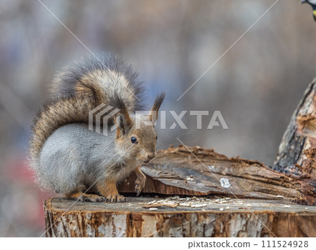 A squirrel sits on a stump and eats nuts in autumn. A squirrel sits on a stump and eats nuts in autumn. 111524928