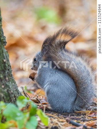 Autumn squirrel with nut sits on green grass with fallen yellow leaves Autumn squirrel with nut sits on green grass with fallen yellow leaves 111524944