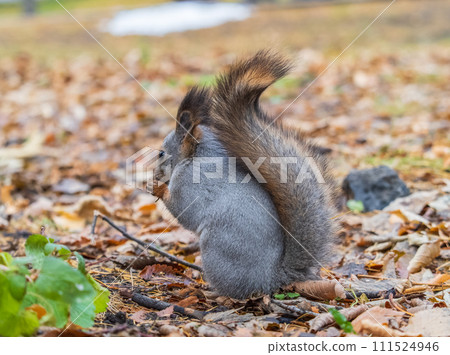 Autumn squirrel with nut sits on green grass with fallen yellow leaves Autumn squirrel with nut sits on green grass with fallen yellow leaves 111524946