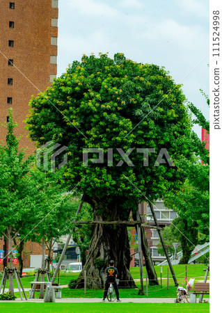 One tree in the park 111524998