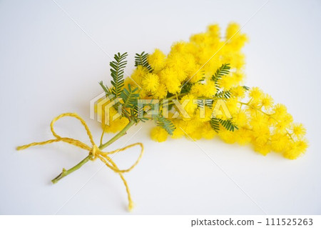 含羞草絲帶 111525263