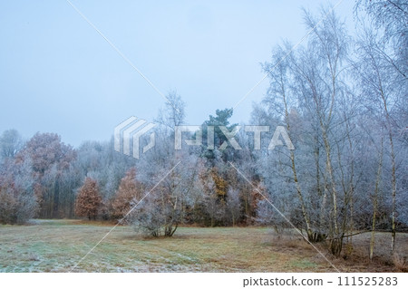 Winter's Whisper in the Meadow 111525283
