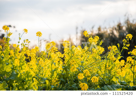 油菜田 111525420