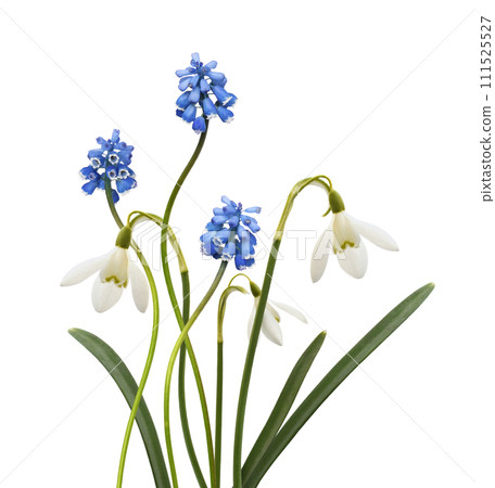 Small blue flowers of muscari and snowdrops in a spring floral arrangement isolated on white background Small blue flowers of muscari and snowdrops in a spring floral arrangement isolated on white background 111525527